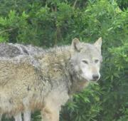 Un lobo gris en el zoológico de Colchester