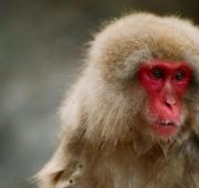Un macaco japonés en Jigokudani Monkey Park, Japón.