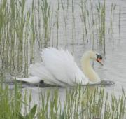 Un macho dominante de Cisne Mute Swan en RSPB Minsmere Reserve