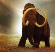 Un mamut lanudo en el Museo Real BC.