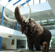 Un modelo a tamaño natural de un mamut lanoso en el museo de Brno Anthropos.