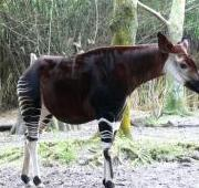 Un Okapi