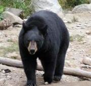 Un oso negro americano (Ursus americanus) en el Omega Park en Montebello, Canadá