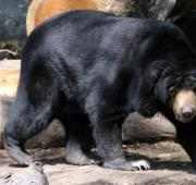 Un oso negro asiático.