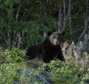 Un oso negro llamado Katie de Whistler, BC