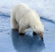 Un oso polar se detiene para beber cerca del polo norte.