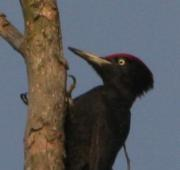 Un pájaro carpintero negro en bosques cerca de Lochhausen en Baviera