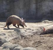 Un par de aardvarks en el zoológico de Detroit, Estados Unidos.