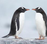 Un par de pingüinos de Adelie.