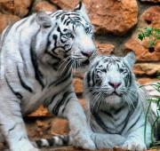 Un par de Tigres Blancos de Bengala en el Zoológico Educativo de Haifa