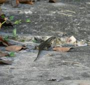 Un pequeño lagarto en el pavimento, Bandar Seri Begawan