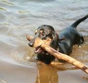 Un perro salchicha nadando con un palo