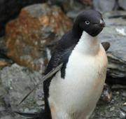 Un pingüino de Adelie.