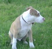 Un Pitbull Terrier americano de nariz roja a los cuatro meses de edad sentado