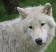 Un primer plano de la cara de un lobo ártico.