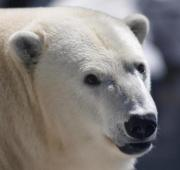 Un primer plano de la cara de un oso polar.