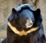Un primer plano de un oso negro asiático.