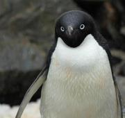 Un primer plano de un pingüino de Adelie.