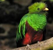 Un Quetzal.