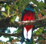 Un Quetzal sentado en un árbol.