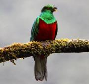 Un Quetzal sentado en una rama de árbol.