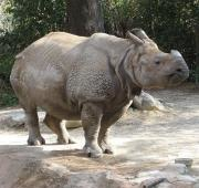 Un rinoceronte indio, en el zoológico de Cincinnati