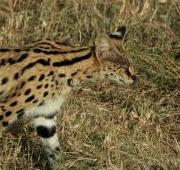 Un Serval en el Serengeti