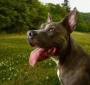 Un terrier americano de Staffordshire mostrando su lengua larga.