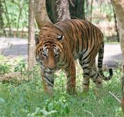 Un tigre bengalí en el Parque Nacional de Bannerghatta en Bangalore
