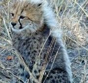 Una bonita guepardo (Acinonyx jubatus) joven estrella