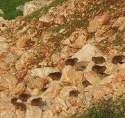 Una colonia de graxos de roca Procavia capensis
