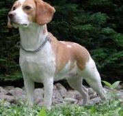 Una hembra Beagle