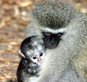 Una hembra de mono vervet con su bebé