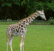 Una joven jirafa Rothschild