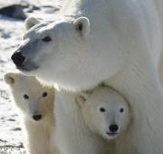 Una madre oso polar y sus dos crías en el Parque Nacional de Wapusk, Canadá.