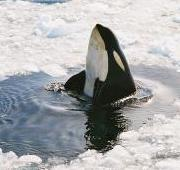 Una Orca en el Mar de Ross