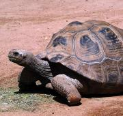 Una tortuga gigante Aldabra en el zoológico de Phoenix, Arizona, EE. UU.