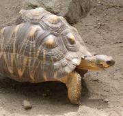 Una tortuga radiada en Roger Williams Park Zoo, EE. UU.