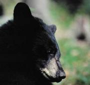 Ursus americanus, primer plano del oso negro americano