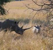 Vaca blanca de rinoceronte y becerro en Pilanesberg Game Reserve, Sudáfrica