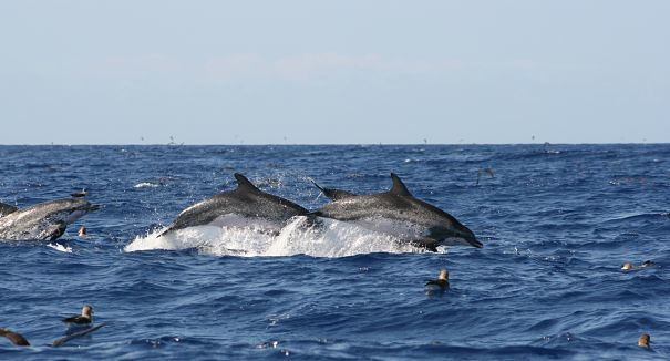 vaina de delfín