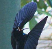 Victorias Riflebird (Ptiloris victoriae) macho llamando