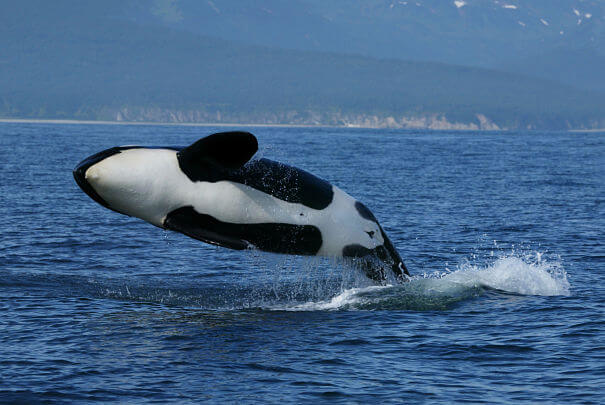 violación de orcas