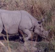 Vista lateral de un rinoceronte indio de Great One Horned