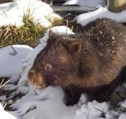 (Vombatus ursinus) Wombat en la nieve.