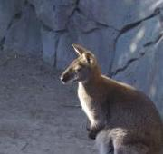 Wallaby de cuello rojo