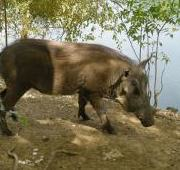 Warthog, Senegal