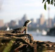 Water Dragon (Physignathus lesueurii lesueurii, Puerto de Sydney)