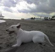White Bull Terrier en la playa.