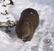 Wombat caminata en nieve en la montaña de Cludle